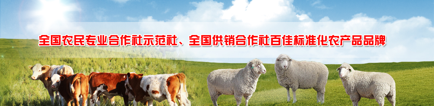 中国生态肉羊养殖基地
