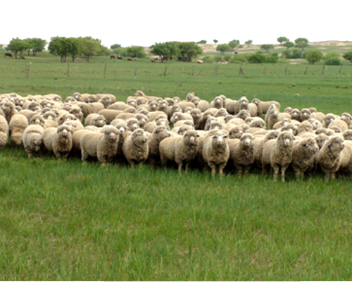 夏季草场上的昭乌达种公羊