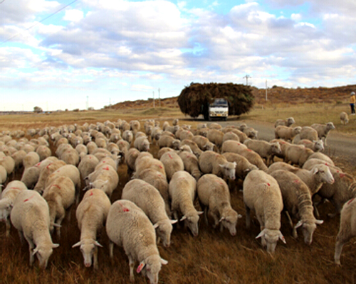 昭乌达肉羊放牧在罕苏鲁草场