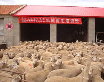 中国生态肉羊养殖基地.jpg