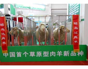 中国-内蒙古绿色农畜产品博览会（二）.jpg